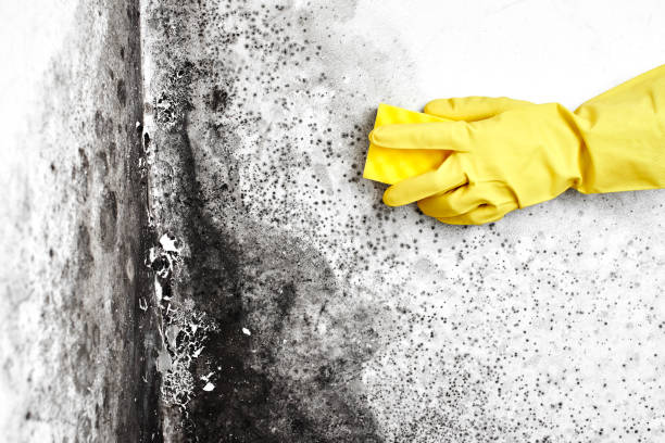 Best Residential Mold Remediation in Liberty City, TX
