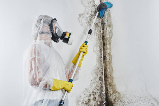 Best Mold Testing and Inspection Services in Liberty City, TX