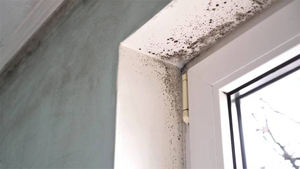 Best DIY Mold Remediation Support Services in Liberty City, TX