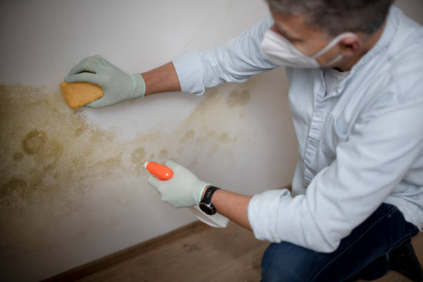 Best HVAC Mold Remediation in Liberty City, TX