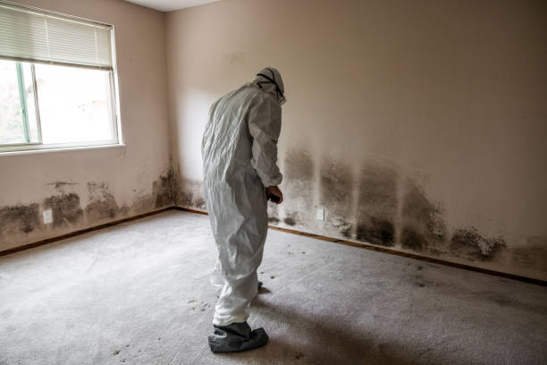 Best Commercial Mold Remediation in Liberty City, TX