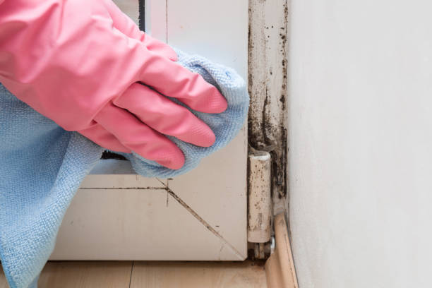 Best Residential Mold Remediation in Liberty City, TX